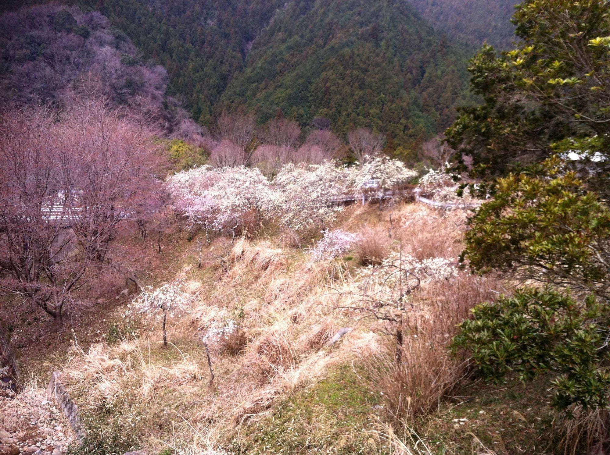 Hinotani Onsen Misugi Resort Tsu Exterior foto